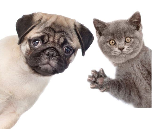 Un cachorro y un gatito, ilustración de la comunidad Pulguitas