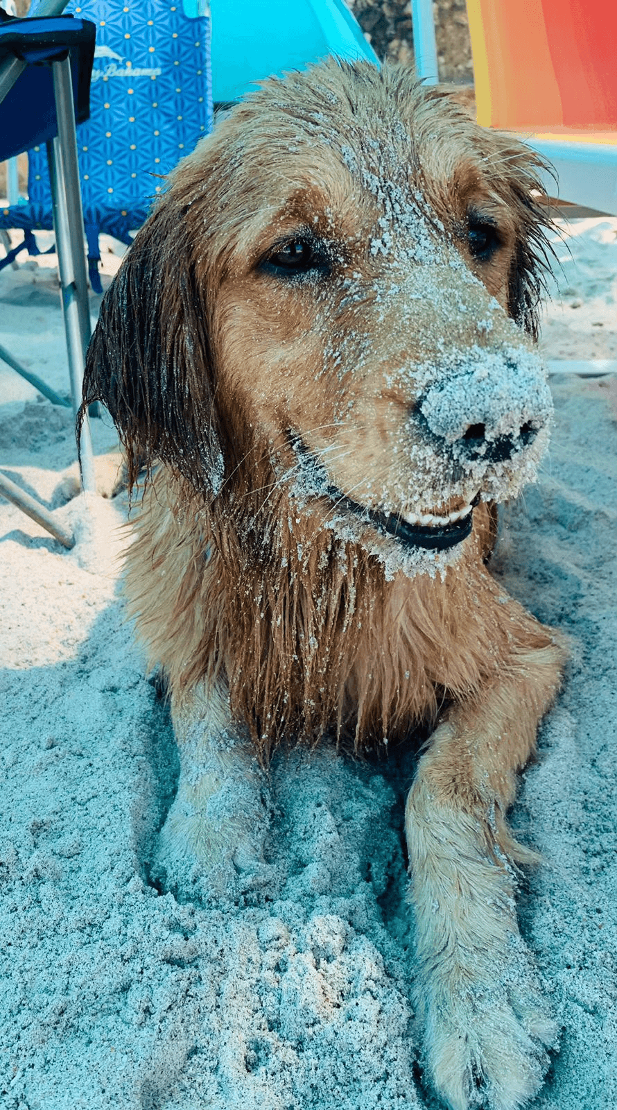 Bria disfrutando de la playa, con arena en el hocico y las patas