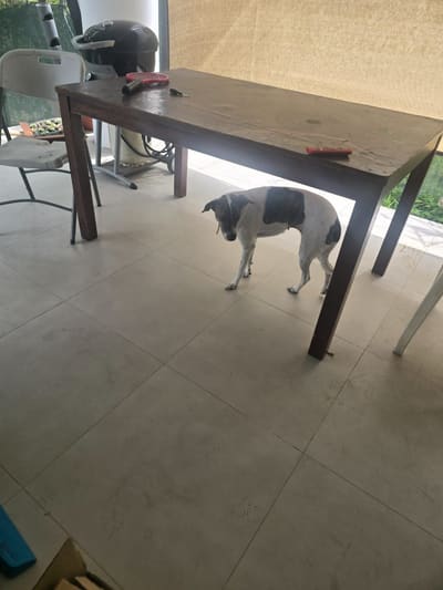 Mascota